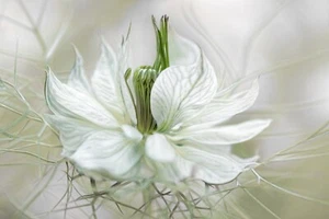 Photo Art Wall Mural-FLOWERS-(6531)-NON WOVEN-Wallpaper-Realistic Blossom XXL - Picture 1 of 1