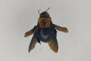 Xylocopa flavorufa Apidae from South Africa - Picture 1 of 1