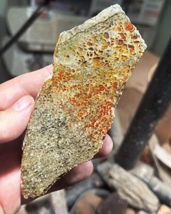 Dinosaur gem bone rough **hxtled end cut. - Picture 1 of 7