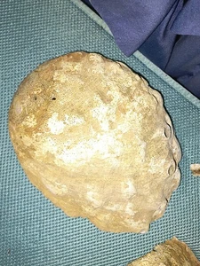 Gran caparazón de abulón del Pacífico madreperla - Imagen 1 de 2