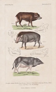 Bisamschwein Warzenschwein warthog Wildschwein Wild boar Lithograph Cuvier 1835 - Bild 1 von 1