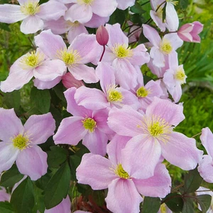 Clematis MAYLEEN MONTANA Waldrebe - ROSA dichter Frühblüher *Schokoduft - Bild 1 von 3