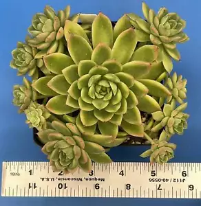 Echeveria Lucidum 'Roman' - Hens And Chicks - Makes Pups! Grown in 4.5” pot (E) - Picture 1 of 6
