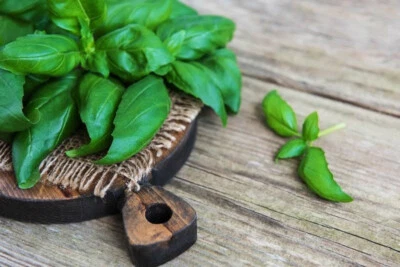 OCIMUM BASILICUM - BASILICO GENOVESE, 50 SEMI SELEZIONATI - Immagine 1 di 2