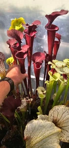 Saracenia "Midnight Velvet" (OBH156) - Picture 1 of 4
