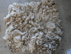 raw wool - Shetland fleece - white - FREE SHIPPING - Picture 1 of 3