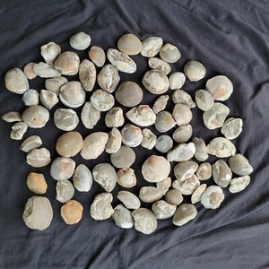 Lot of 3 lbs 4 oz Fossilized Gastropods Pysht Formation, WA USA - Picture 1 of 10