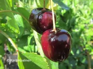 Kirschbaum 'Kordia' - winterharte Pflanze 150-170cm im Topf - wertvolle Sorte - Bild 1 von 2