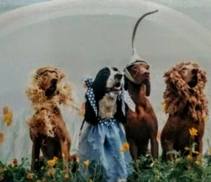 Tarjeta de felicitación El Mago de Oz Golden -Labrador, Retriever Weimaraner, Spaniel  - Imagen 1 de 7