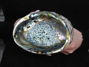 Sea shell Haliotis fulgens 163mm ID#6918 - Picture 1 of 4