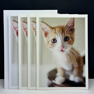MENGE 4 HALLMARK leere Notizkarten + Umschläge, entzückende süße neugierige Kätzchen Katze - Bild 1 von 5