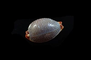 Seashell - Staphylaea staphylaea - 23mm - Picture 1 of 4