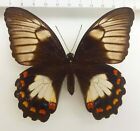 Papilio Aegeus Ssp. Ormenus Ex Avona, Indonesien, Nice Form!   N197