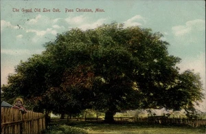 Pass Christian,MS The Grand Old Live Oak 1909 Harrison County Mississippi - Picture 1 of 2