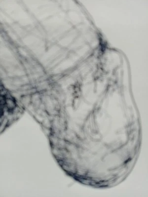 NSFW Original Penis Anatomical Illustration Male Nude Ink Drawing Phallus Art - Image 1 of 4