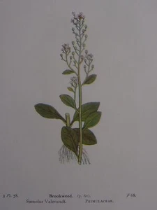 British Wild Flowers BROOKWEED Original Print 1941 - Picture 1 of 2
