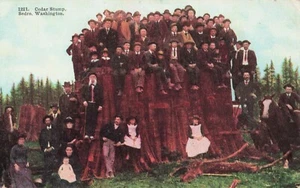 Gruppo di persone, ceppo di cedro gigante Sedro, Washington PC non spedito - Foto 1 di 2