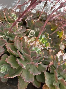 echeveria shaviana curly 8 Inch Plant Flowering Beautiful - Picture 1 of 2