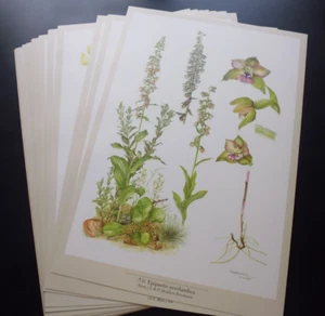 lot de 12 gravures sur les orchidées N° 3 West European by Elisa Klopfenstein - Picture 1 of 19