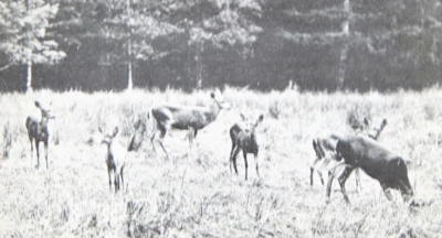 c1920 DEER AT GOVERNOR'S CAMP POSTCARD POSTED REDWOOD PARK CALIFORNIA PHOTO - Image 1 of 3