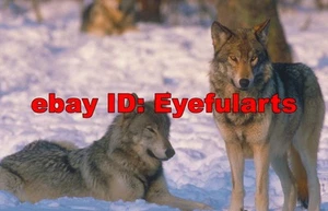 Wolves Corel Royalty-Free Stock Photo CD-ROM Disk & USB - Picture 1 of 12