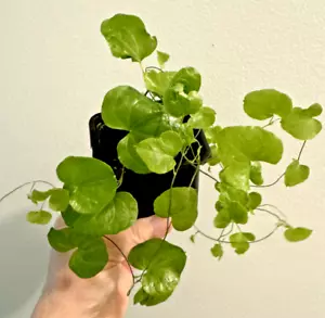 Elephant's FOOT Dioscorea Elephantipes PLANT CANADA Young & Gorgeous INCUDE SHIP - Picture 1 of 3