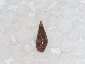 MITRELLA OCELLATA SPECIAL DARK - Picture 1 of 2