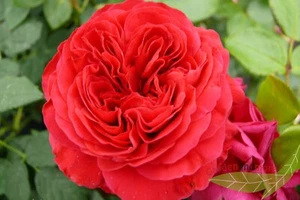 weinrote Strauchrose Red Leonardo da Vinci ® Dauerblüher Beetrose im Topf - Bild 1 von 5