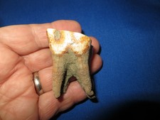 Large Wooly Rhino or Herbivore Tooth Fossil Ice Age Permafrost Specimen 1A3