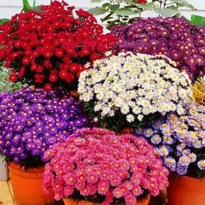 MEZCLA ASTER DWARF - Callistephus chinensis (500 SEMILLAS) - Imagen 1 de 2
