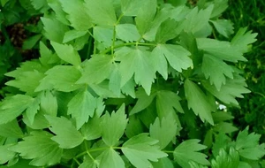 50 Graines - Livèche Officinale - Céleri perpétuel - Semences Paysannes - BIO - Foto 1 di 1