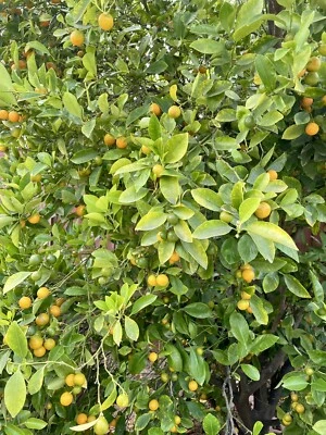 CALAMANSI TREE CUTTINGS [Rooting/Grafting] - Image 1 of 4