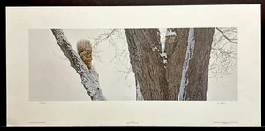 Terry Isaac Limited Edition Signed Print "In The Elm" Squirrel - Bild 1 von 1