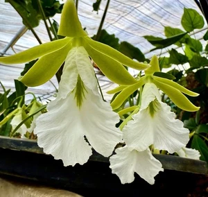 Encyclia mariae Select Top Clone NUOVO Orchidea Orchidea Epidendro - Foto 1 di 6