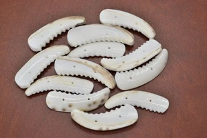 12 PCS TIGER COWRIE SEA SHELL SEWING 2 HOLE BUTTONS CRAFT #T-1088 - Picture 1 of 1