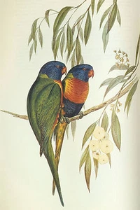 John Gould Native bird Rainbow Lorikeet art print painting Vintage Australia - Picture 1 of 1