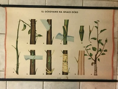 12 x carteles originales vintage pull down escolares escote detrás de la corteza Foto 1 de 4