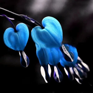 DICENTRA SPECTABILIS~BLEEDING HEART~HARDY PERENNIAL SHADE seeds 20PCS - Picture 1 of 22