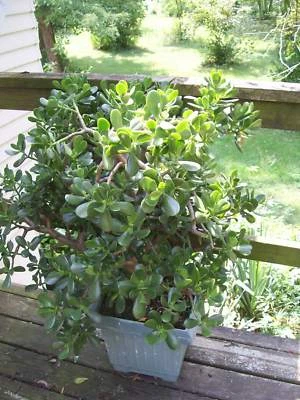 JUEGO DE 12 FOLLETOS DE PLANTAS DE JADE PARA PLANTAS DE ARRANQUE  Foto 1 de 4