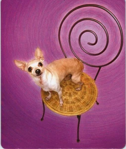 Chihuahua mexikanisches Hundemousepad • echtes Foto • auf Metallstuhl mit Korbsitz - Bild 1 von 3