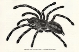 Stampa Antica 1894 = TARANTOLA = RAGNI Aracnidi = Old Print - Picture 1 of 1