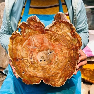 8,51 Pfund natürliches versteinertes Holz Kristall Fossil Scheibenform Exemplar Heilung - Bild 1 von 16