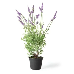 French Lavender 18" Drop-in - Picture 1 of 1