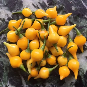 20 BIQUINHO YELLOW AMARILLO SEMILLAS SEEDS SWEETY DROPS PIMIENTO LAGRIMA PEPPERS - Imagen 1 de 5