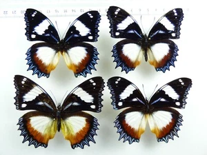 + ENTOMOLOGIE, SCHMETTERLINGE: HYPOLIMNAS DEXITHEA 4X MADAGASKAR - Bild 1 von 1