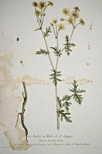 Jacobee Herb Saint Jacques Original Engraving Nangis Regnault Botanical 1774 - Picture 1 of 3