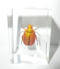 Golden Flower Beetle in 45x30x18 mm Clear Block Education Specimen