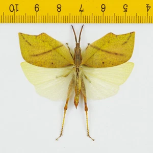 HOPPER/KATYDID - Orthoptera sp ( Spread ) - Tapah Hills - MALAYSIA - 8047 - Picture 1 of 1