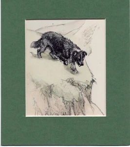 ~ Border Collie ~ Vernon Stokes Hand Coloured Print Genuine Vintage 1947 - Picture 1 of 2