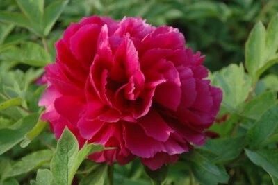 10 piezas SEMILLAS DE PEONÍA Planta de jardín Flor exótica Vendedor de EE. UU. Envío GRATIS Foto 1 de 4